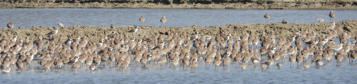 Tibetan Sand-Plover - ML647546838
