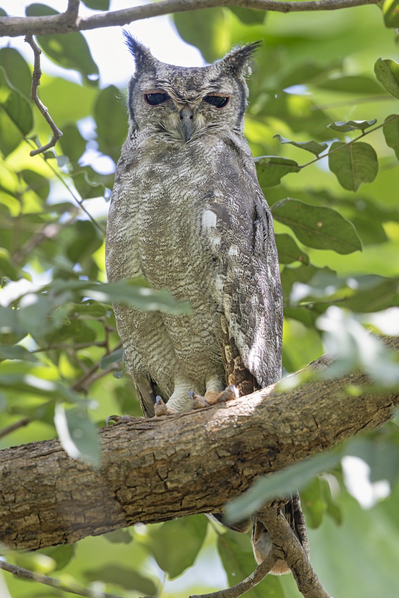 Grayish Eagle-Owl - ML647546841