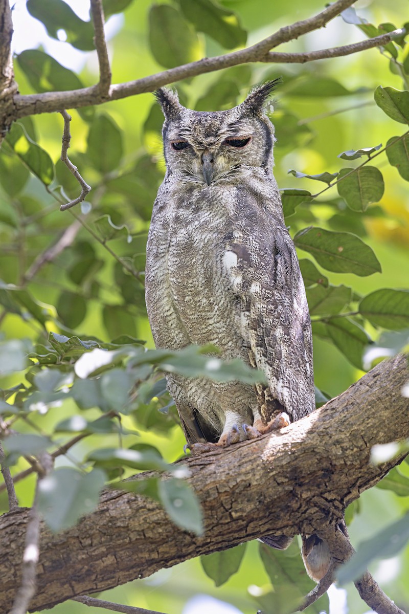 Grayish Eagle-Owl - ML647546842
