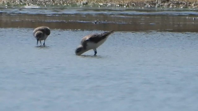 חופית כפנית - ML647546855