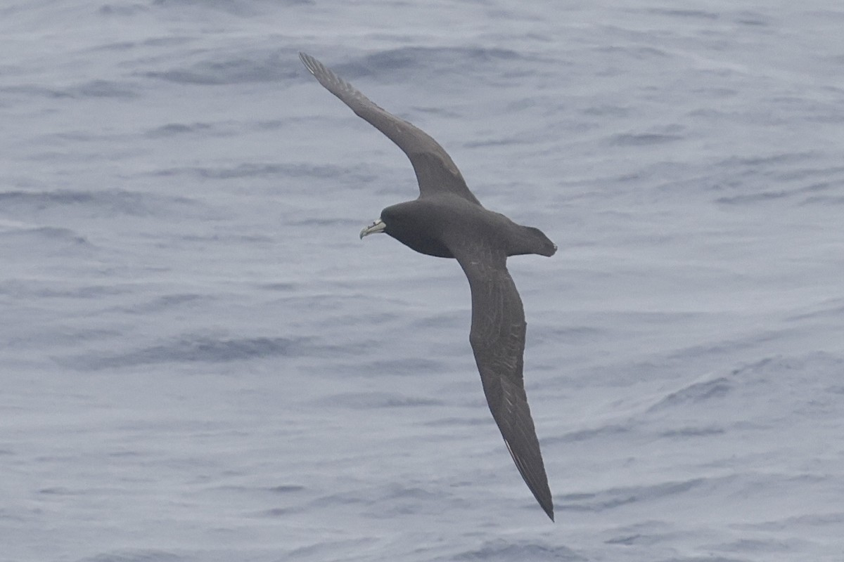 White-chinned Petrel - ML647546858
