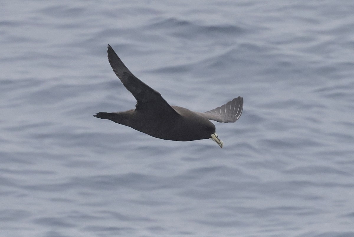 White-chinned Petrel - ML647546859