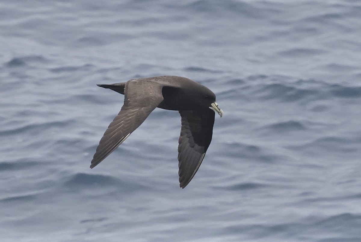 White-chinned Petrel - ML647546860