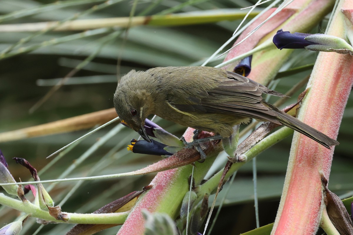 New Zealand Bellbird - ML647546865