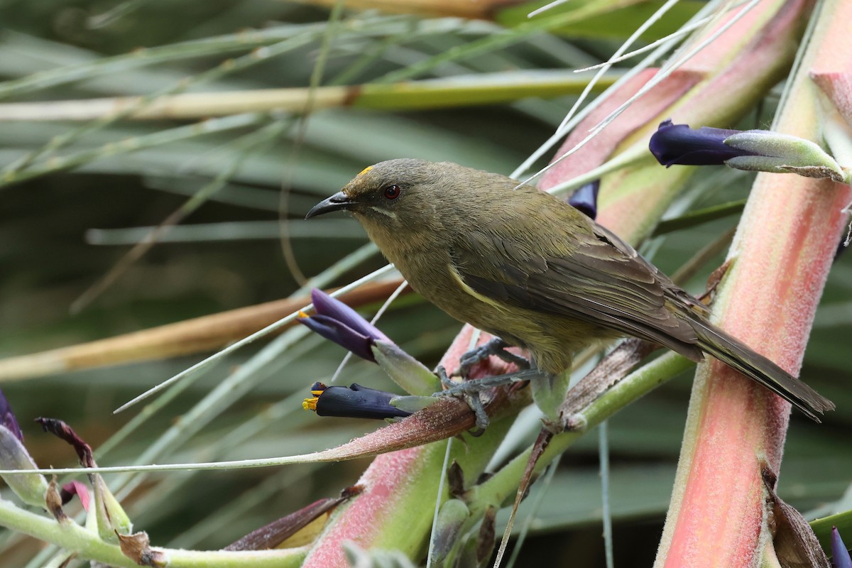 New Zealand Bellbird - ML647546866