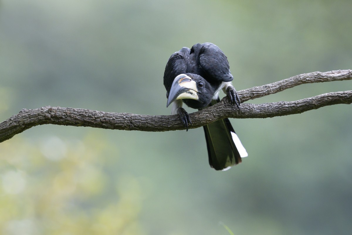 West African Pied Hornbill - ML647546873