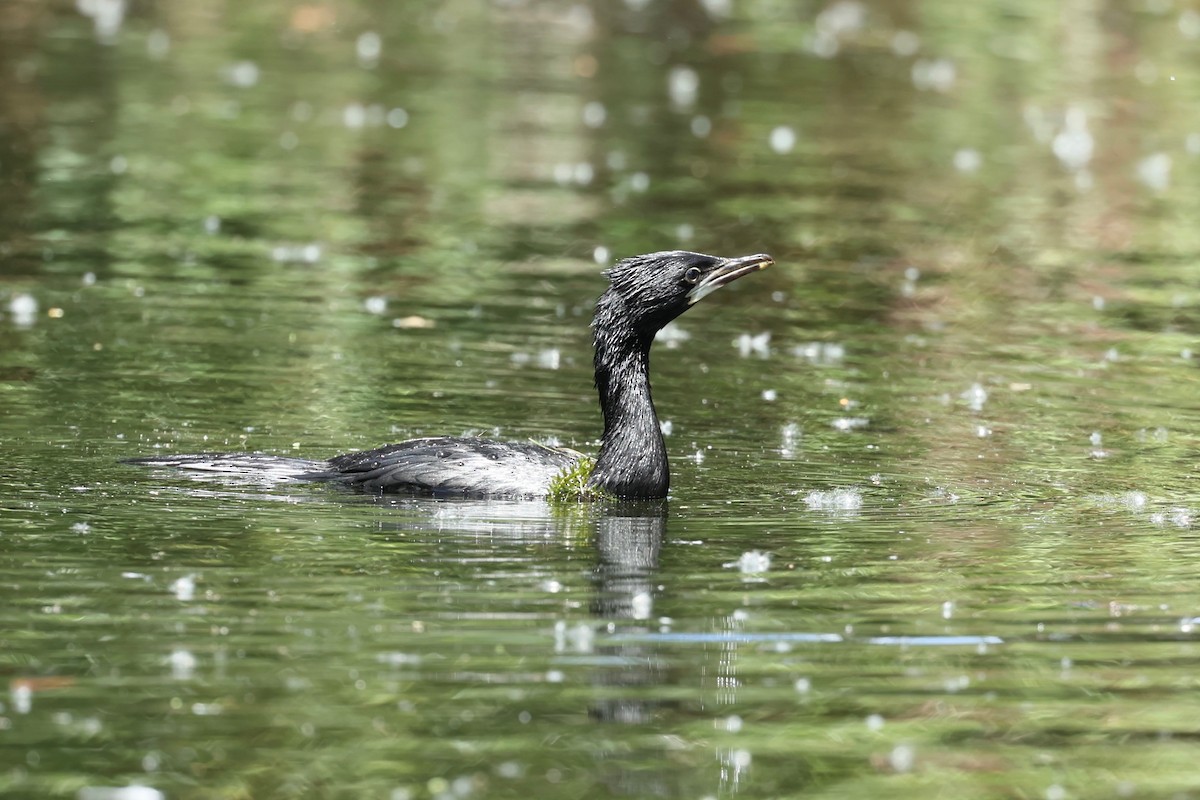 Little Pied Cormorant - ML647546879