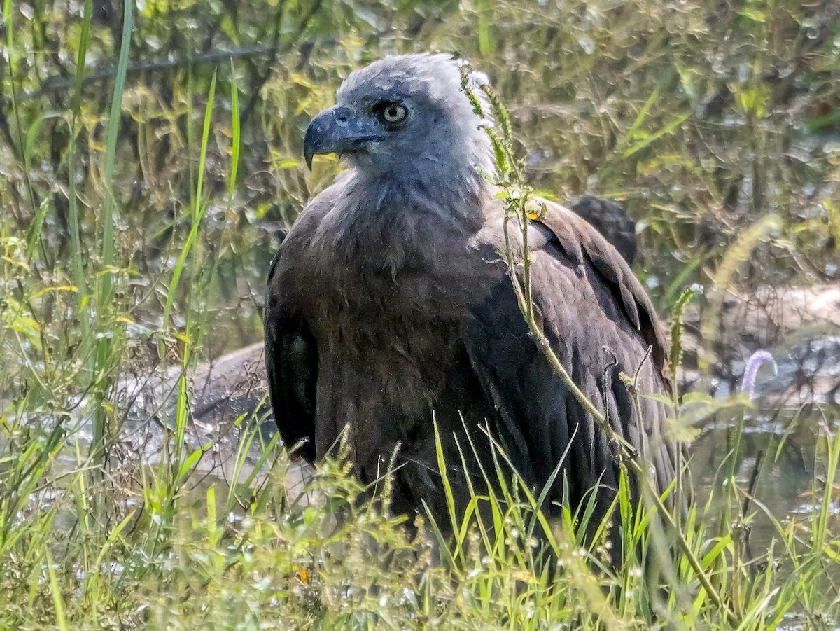 Gray-headed Fish-Eagle - ML647546887