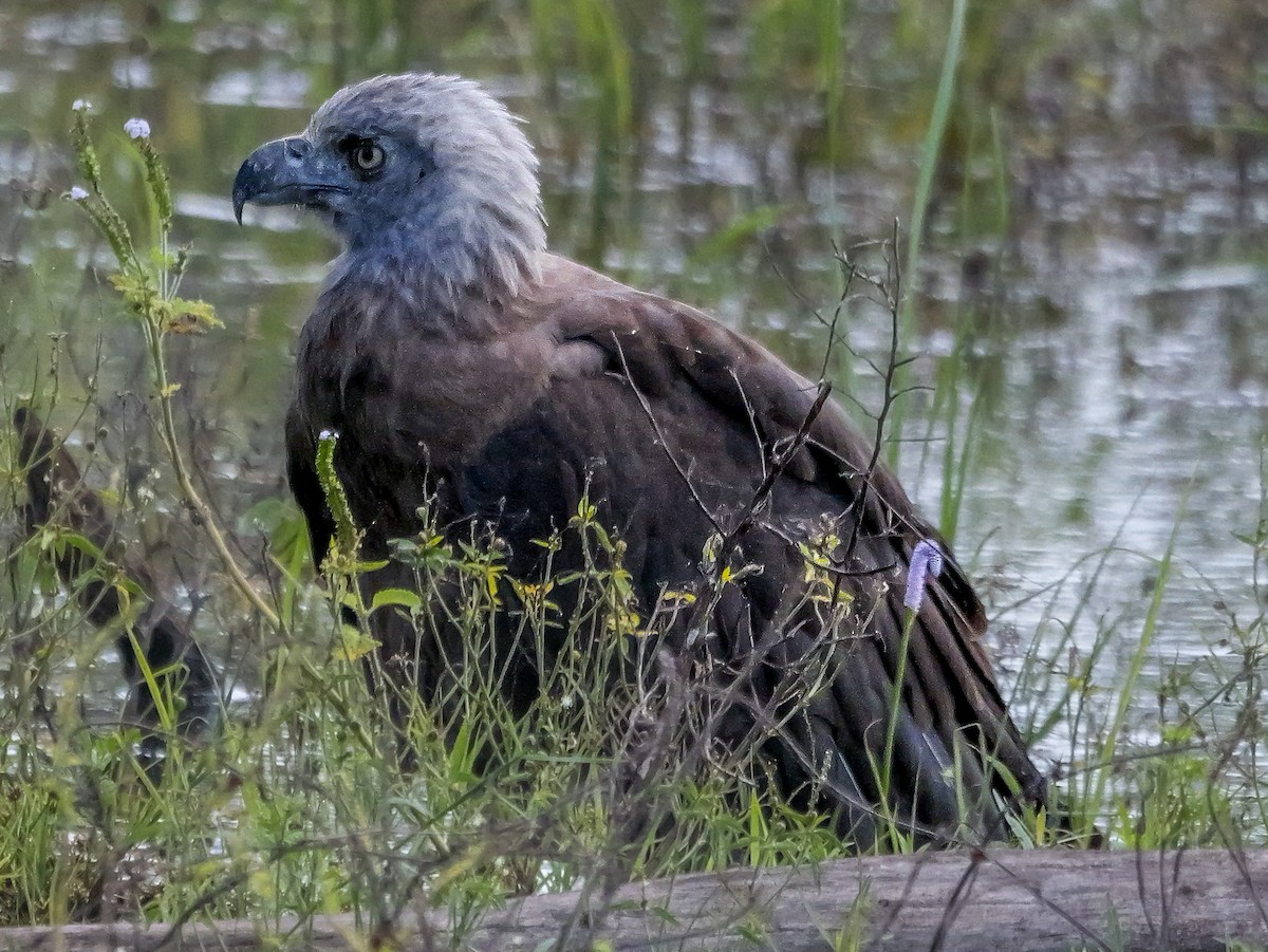 Gray-headed Fish-Eagle - ML647546888