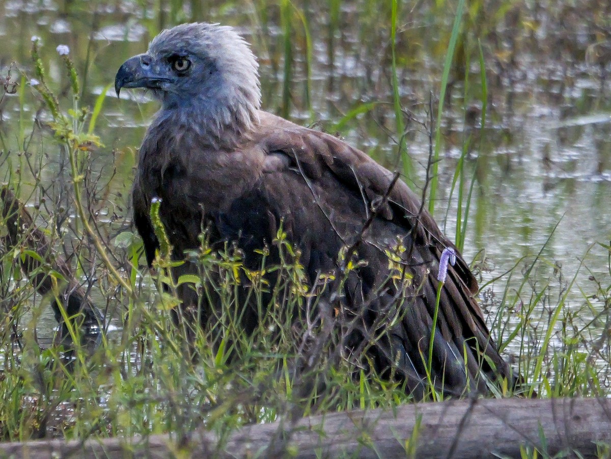 Gray-headed Fish-Eagle - ML647546889