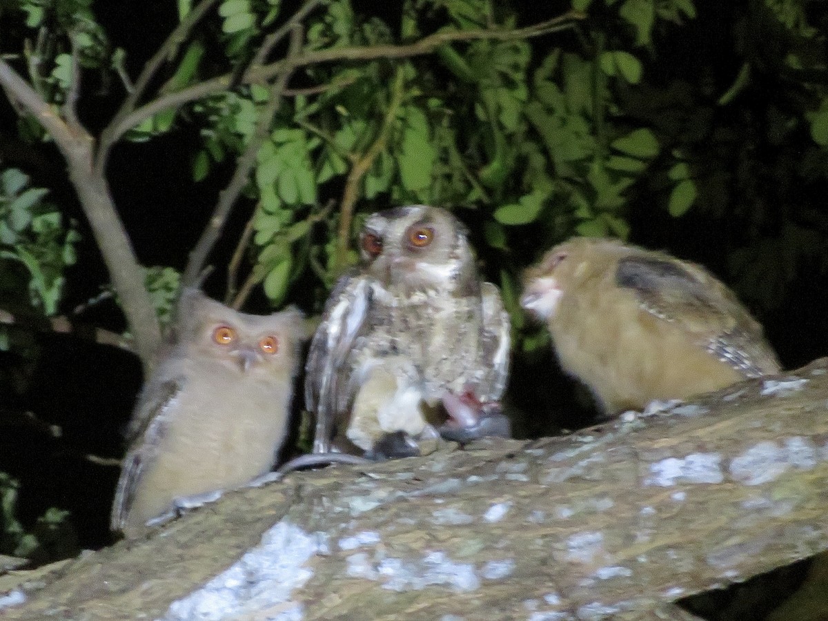 Philippine Scops-Owl - ML647546897