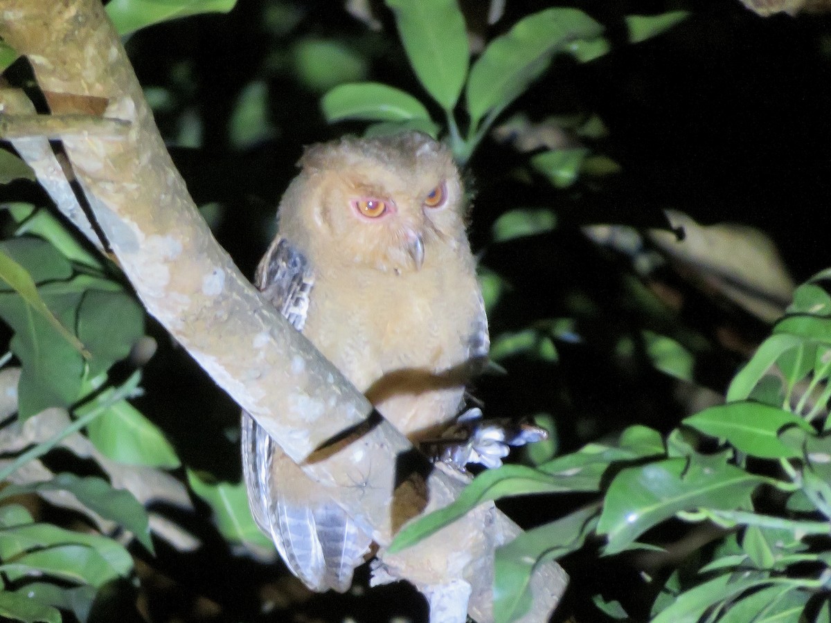 Philippine Scops-Owl - ML647546898