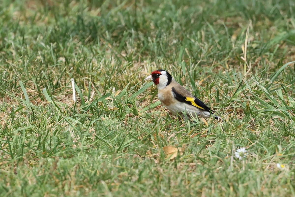 Kardantxiloa - ML647546900