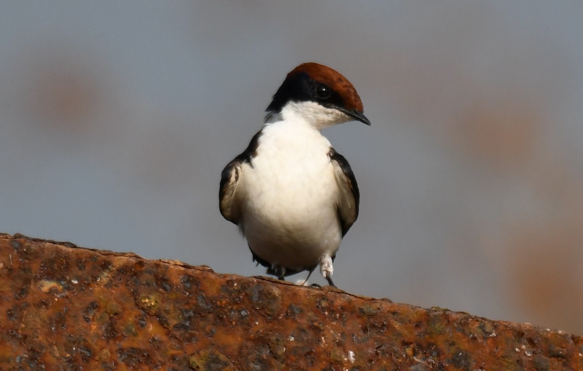 Wire-tailed Swallow - ML647546906