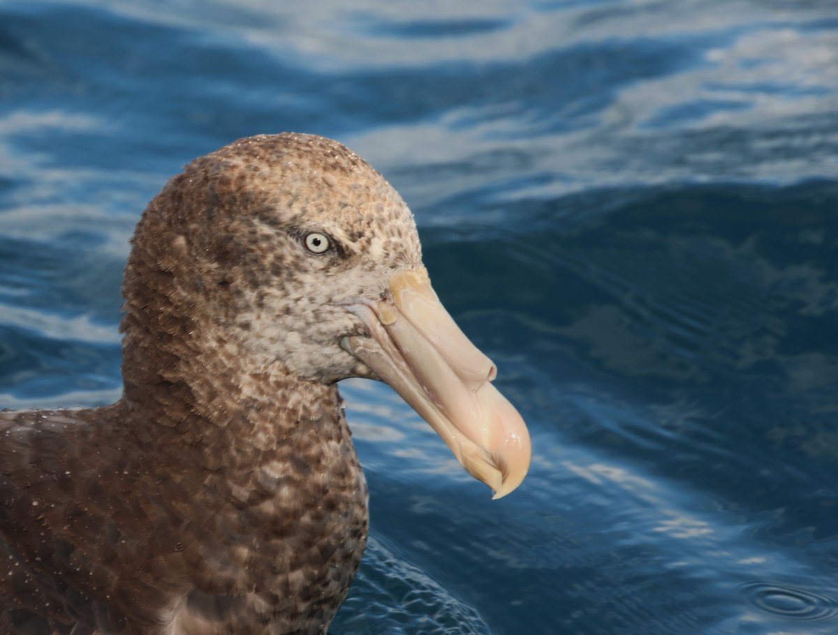 Petreltzar iluna - ML647546913