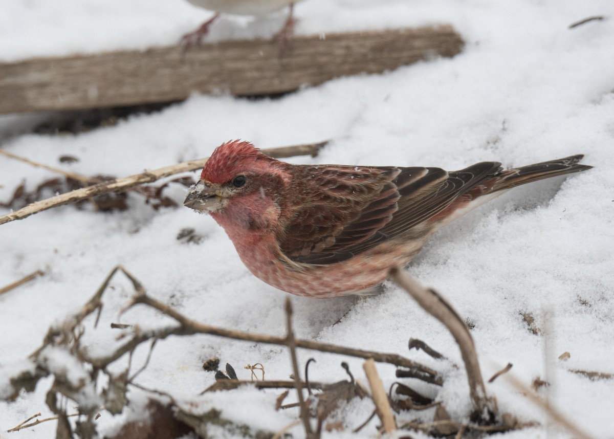 Чечевиця кармінова - ML647546942