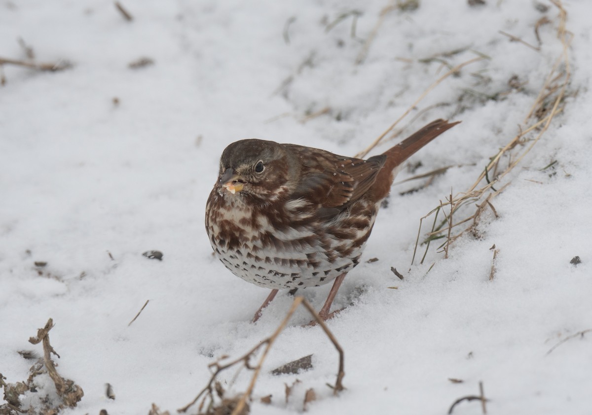 strnadec kaštanový - ML647546947