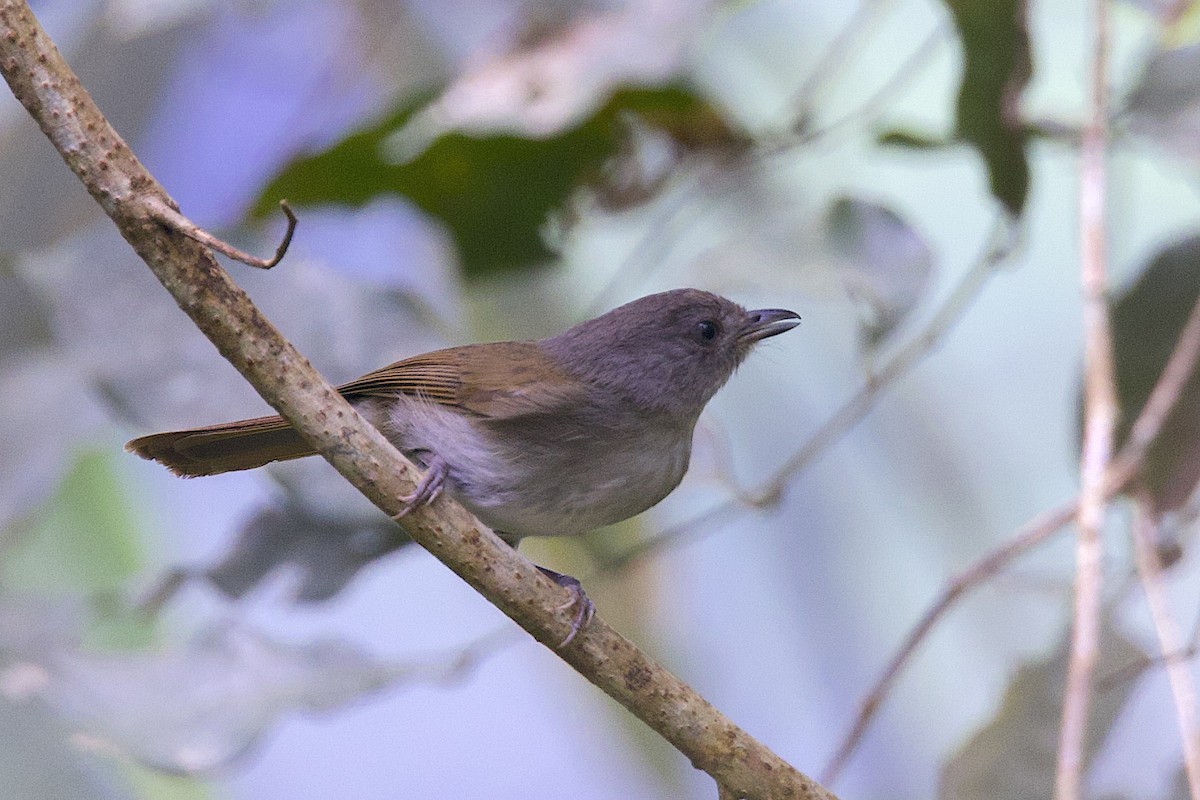 Brown Fulvetta - ML647546949