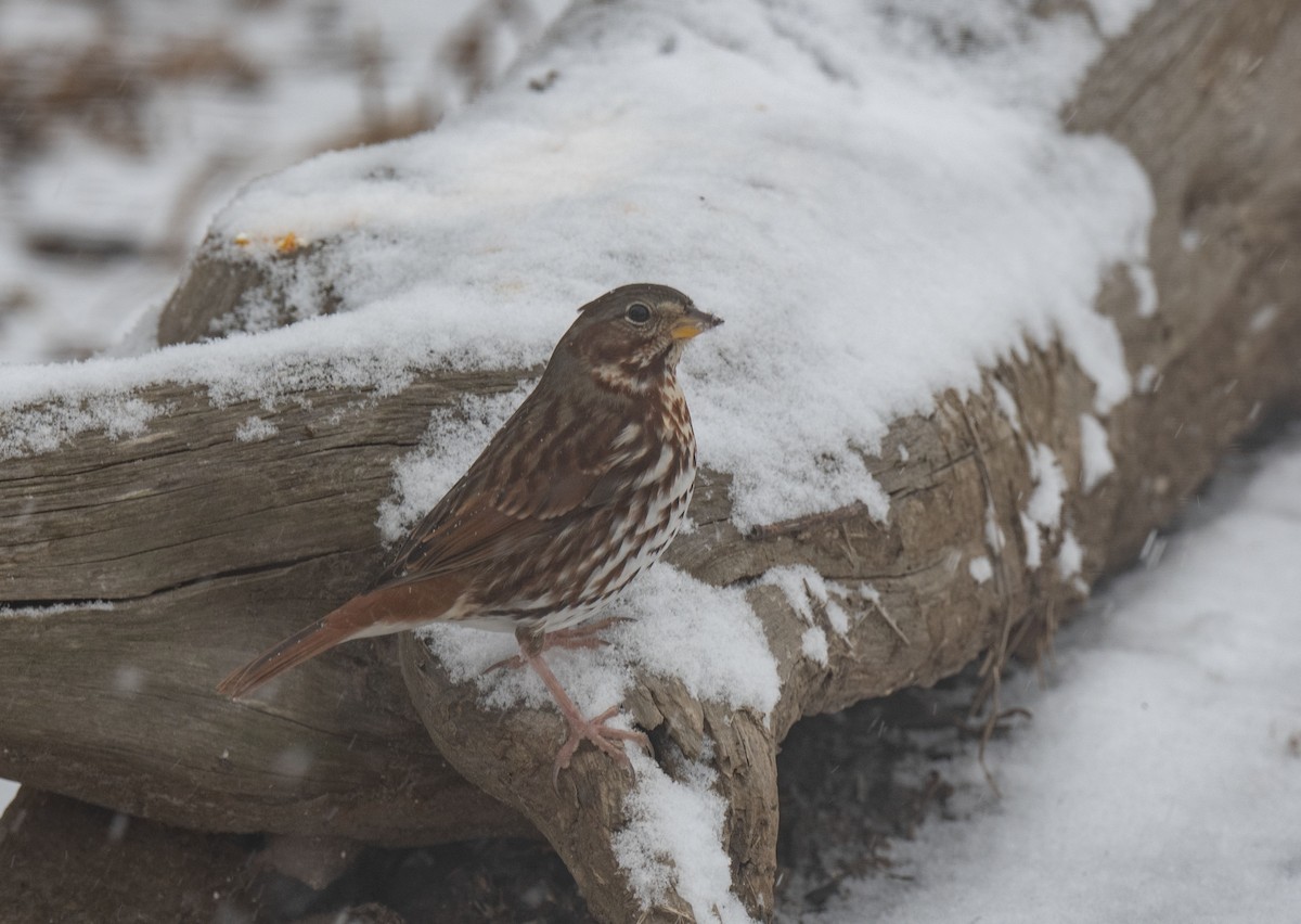 strnadec kaštanový - ML647546951