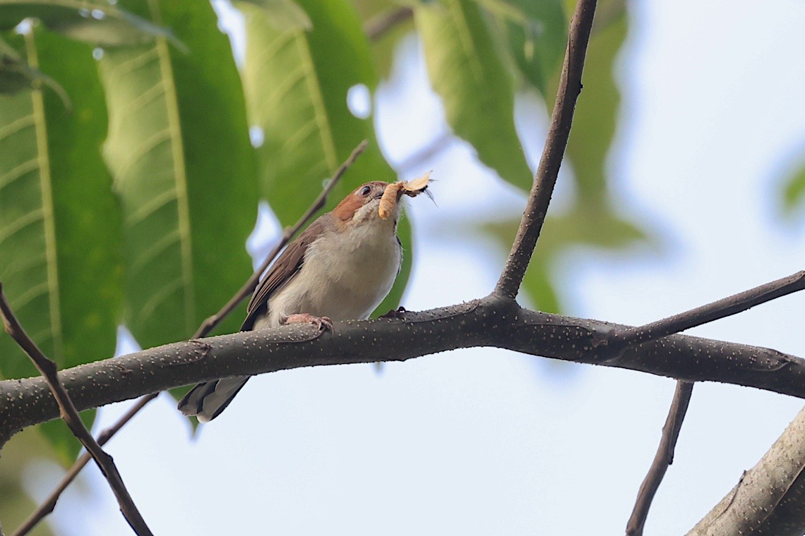 Chestnut-crested Yuhina - ML647546952