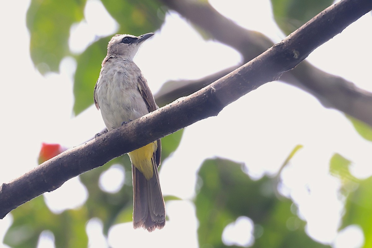 Yellow-vented Bulbul (Sunda) - ML647546953