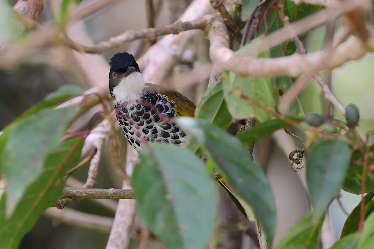 skjellbylbyl - ML647546959