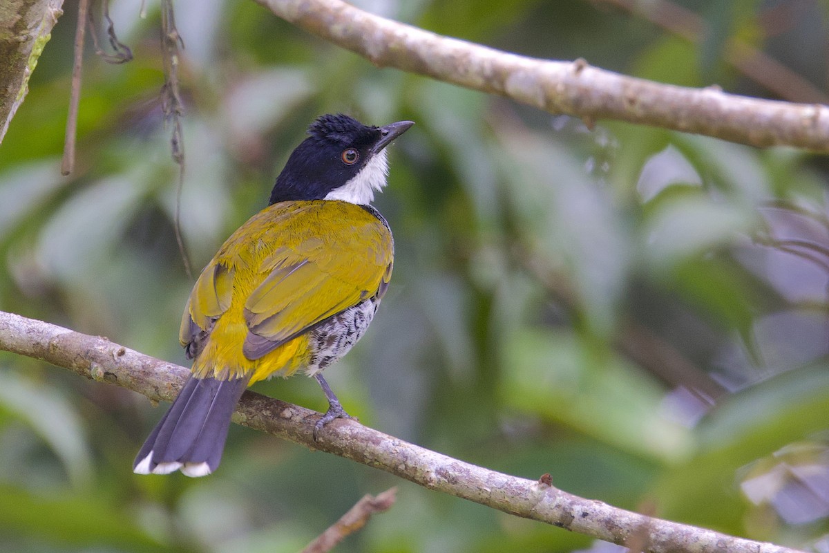 skjellbylbyl - ML647546960