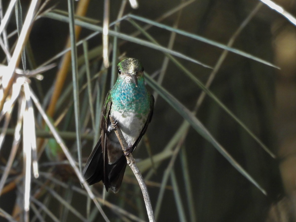 Amazilia Hondureña - ML647546965