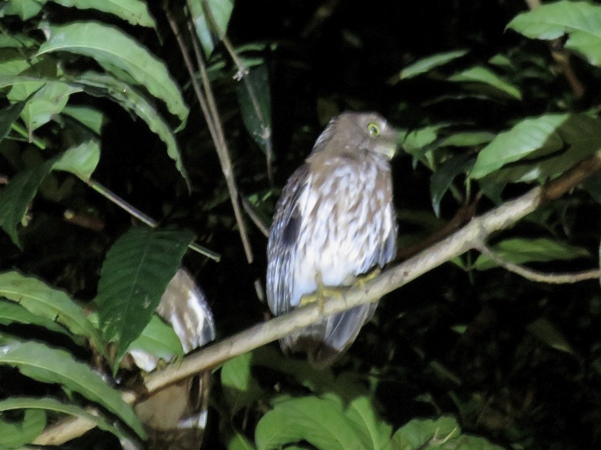 Luzon Boobook - ML647546991