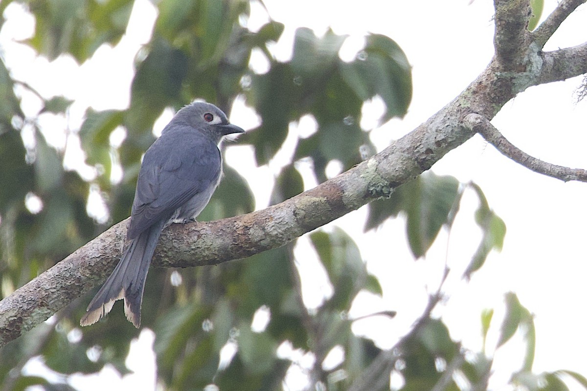 Ashy Drongo (Bornean) - ML647546992