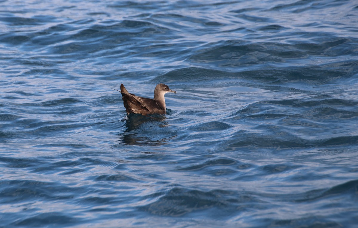 Gabai tasmaniarra - ML647547001