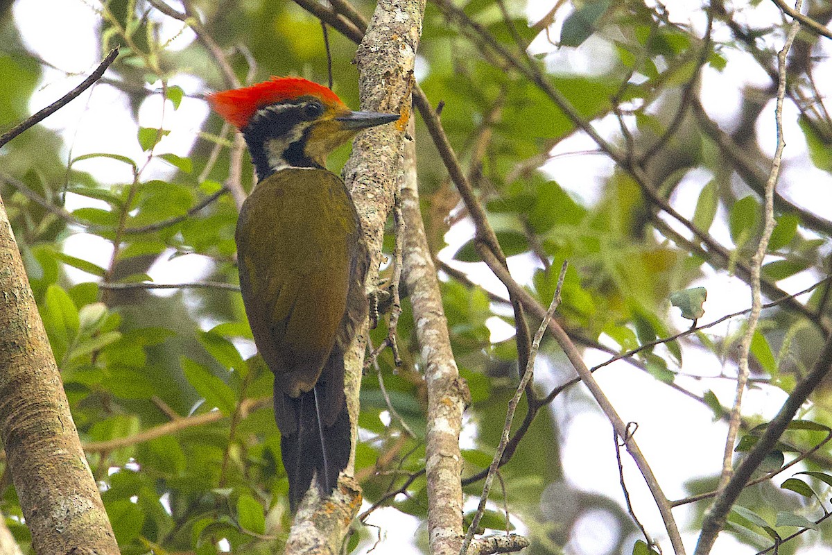 Olive-backed Woodpecker - ML647547008