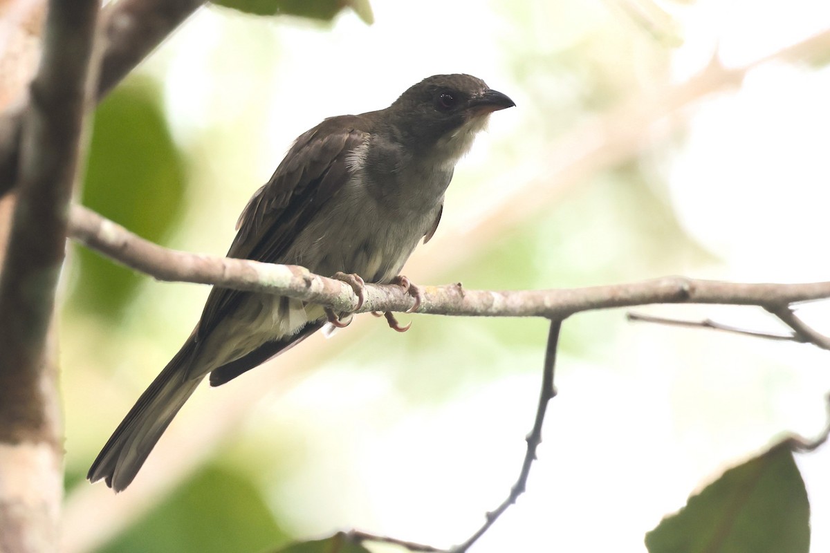 Malaysian Honeyguide - ML647547011