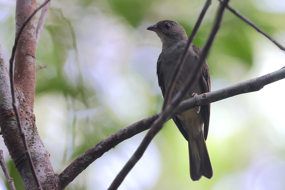 Malaysian Honeyguide - ML647547012