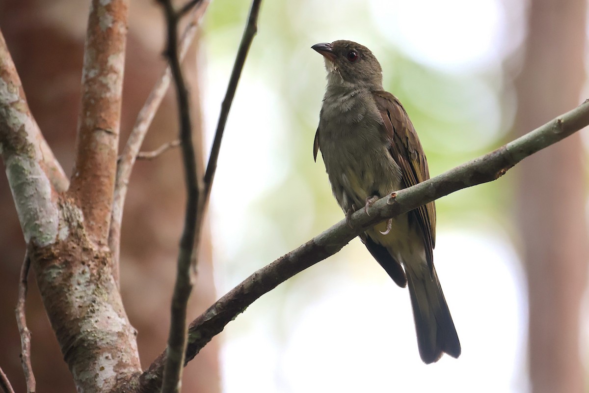Malaysian Honeyguide - ML647547013