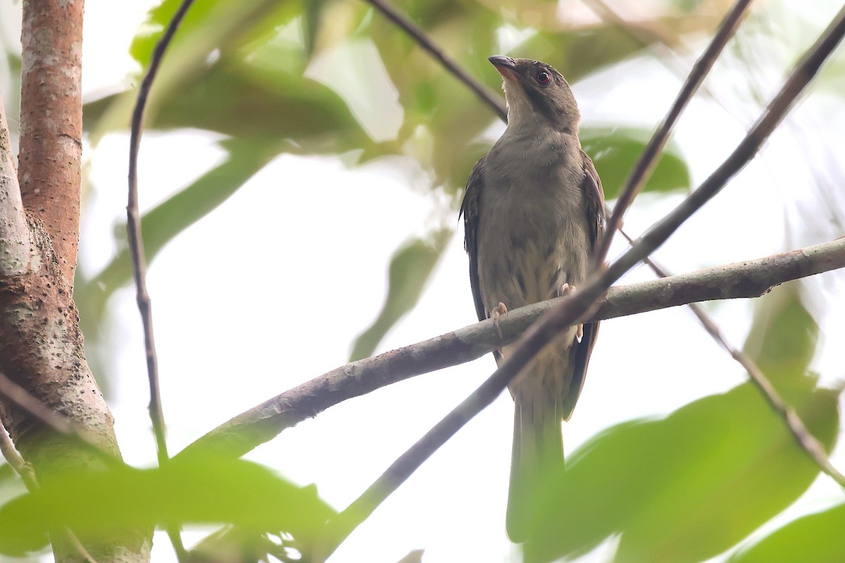 Malaysian Honeyguide - ML647547014