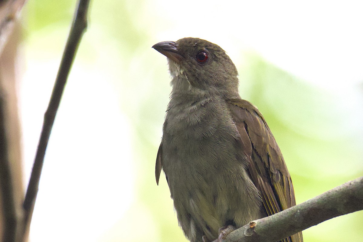 Malaysian Honeyguide - ML647547015