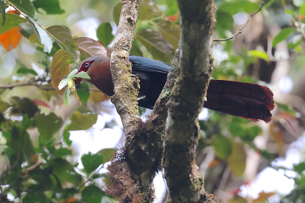 Chestnut-breasted Malkoha - ML647547020