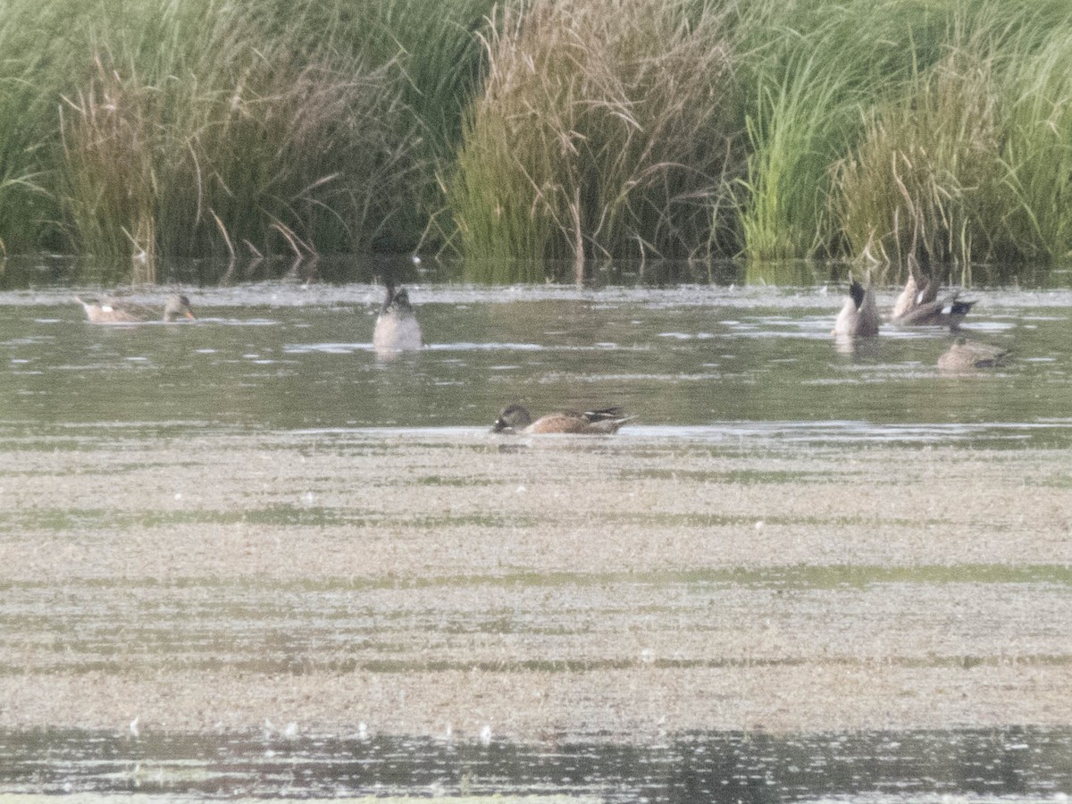 Cuchara Común - ML647547031