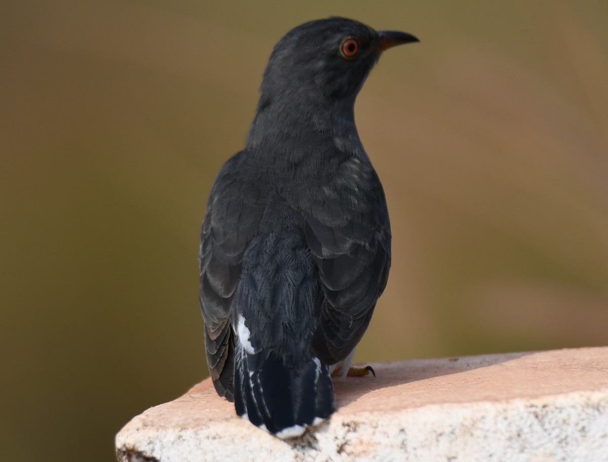 Cuco Pechigrís - ML647547035