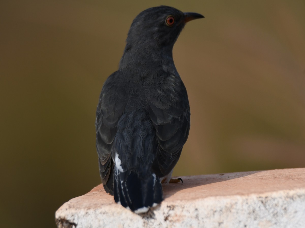 Gray-bellied Cuckoo - ML647547039