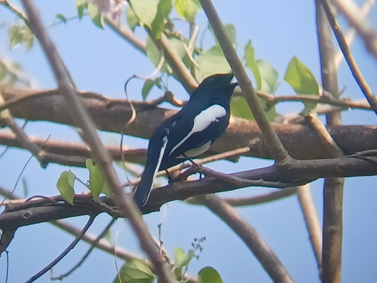 Oriental Magpie-Robin - ML647547040