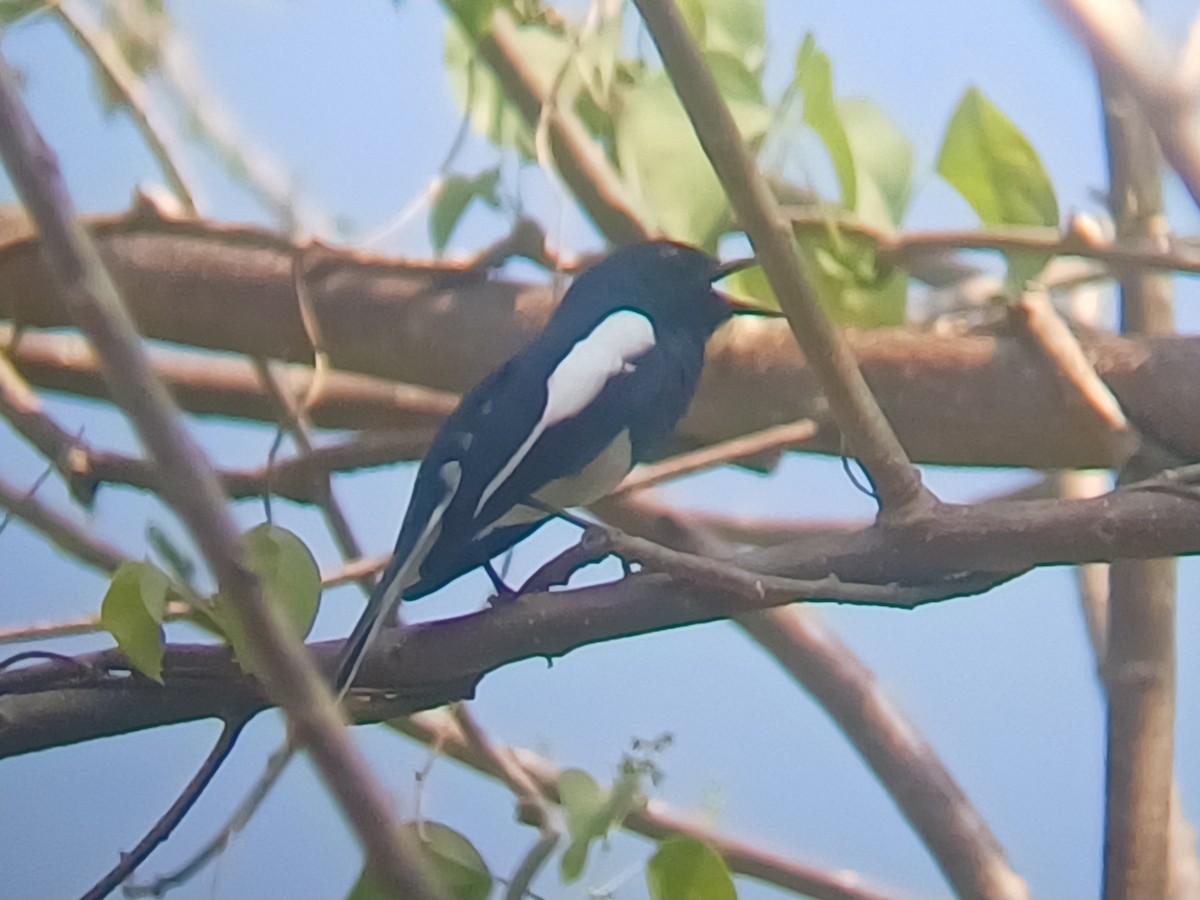Oriental Magpie-Robin - ML647547041