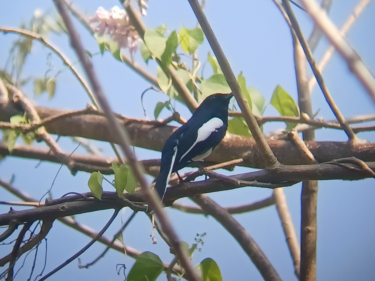 Oriental Magpie-Robin - ML647547042
