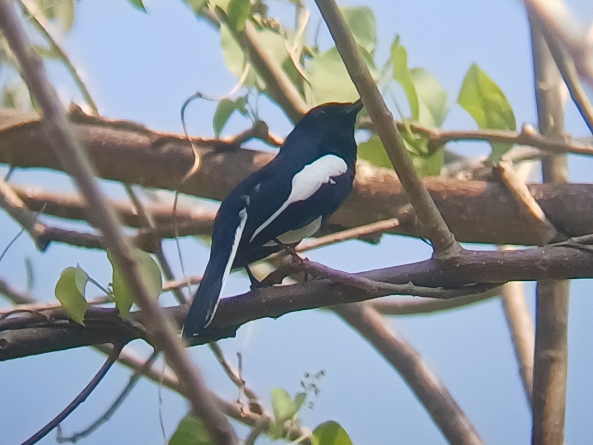 Oriental Magpie-Robin - ML647547043