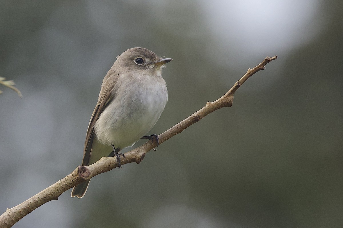Asian Brown Flycatcher - ML647547044