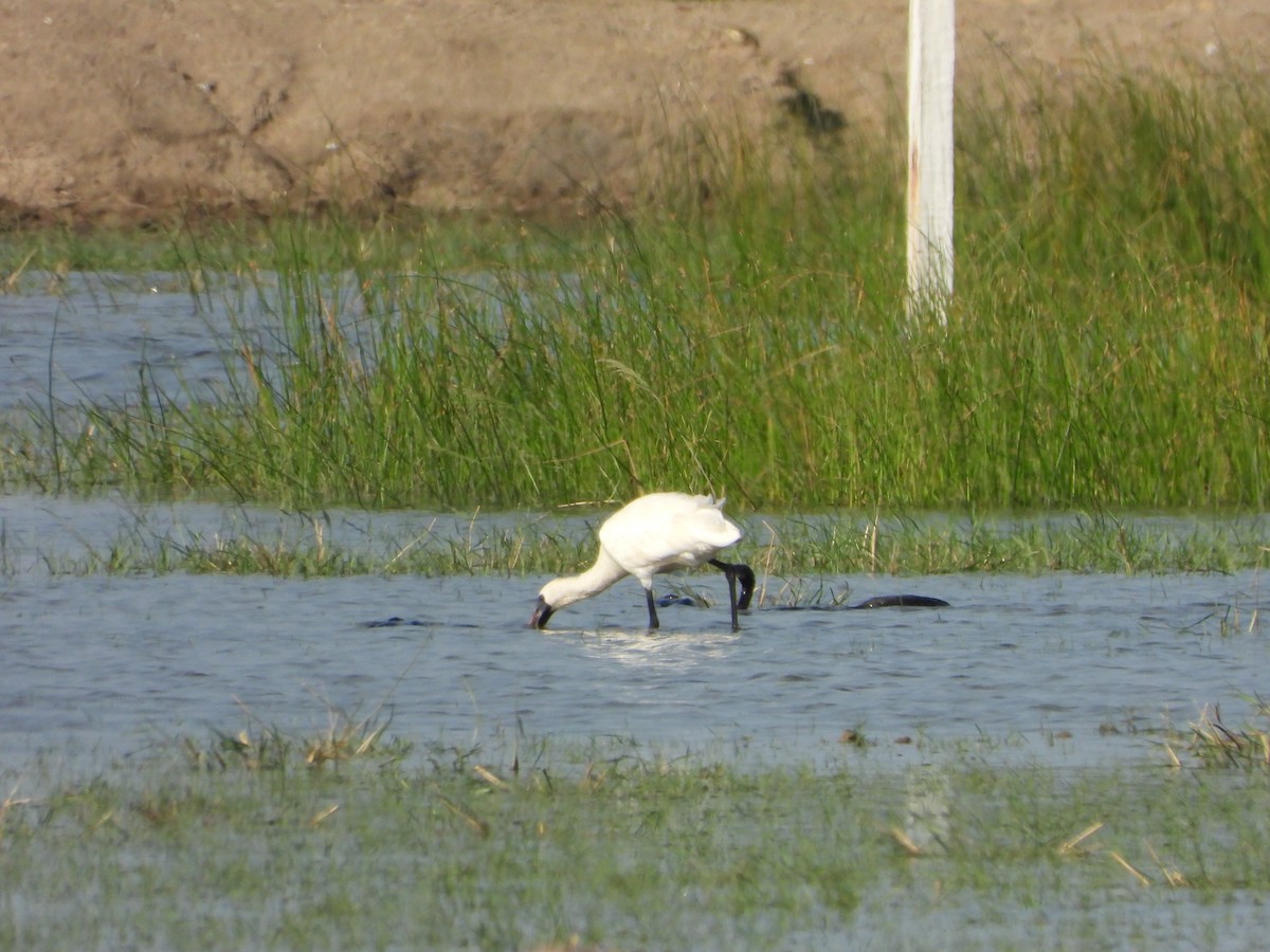 Black-faced Spoonbill - ML647547047