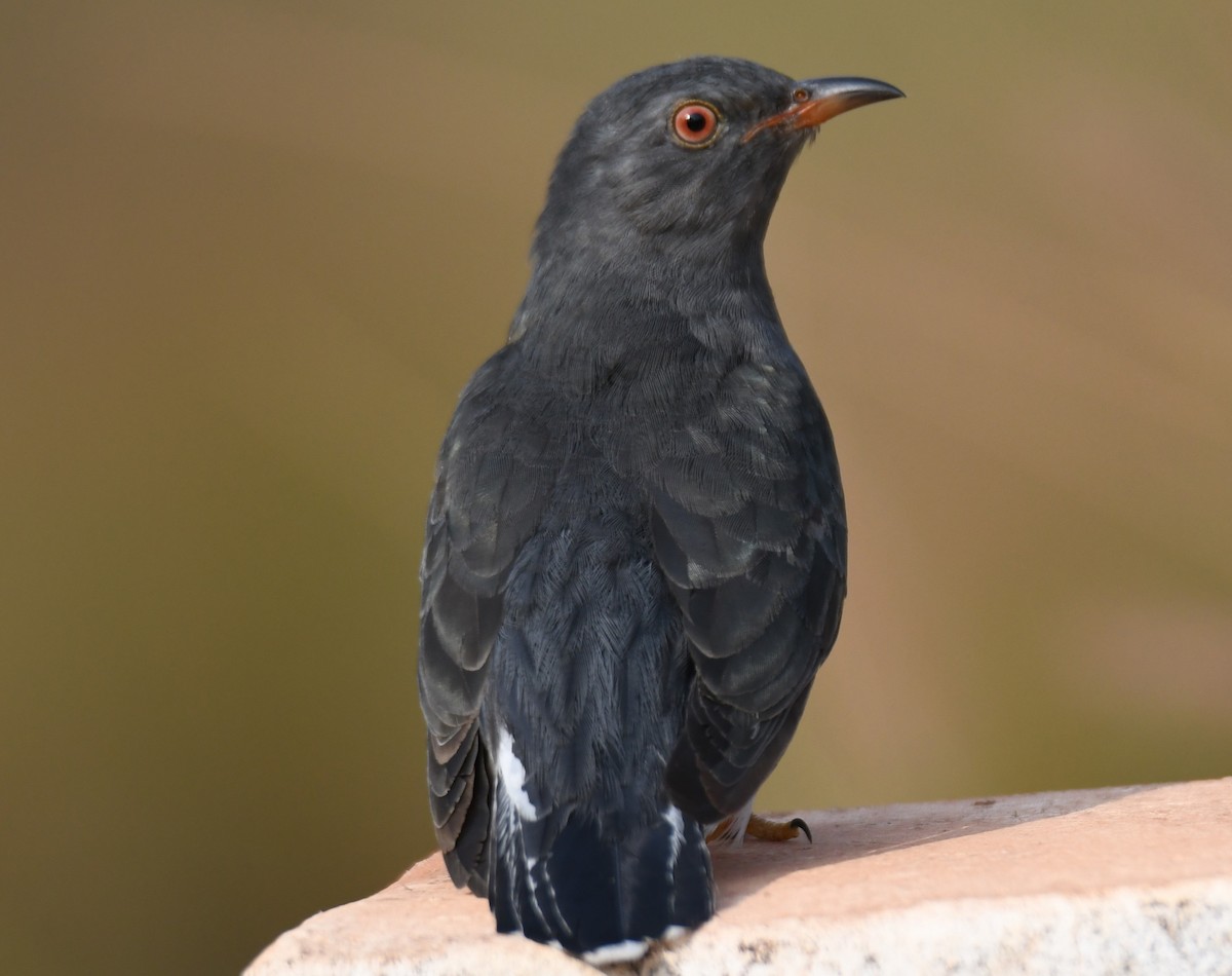 Gray-bellied Cuckoo - ML647547048