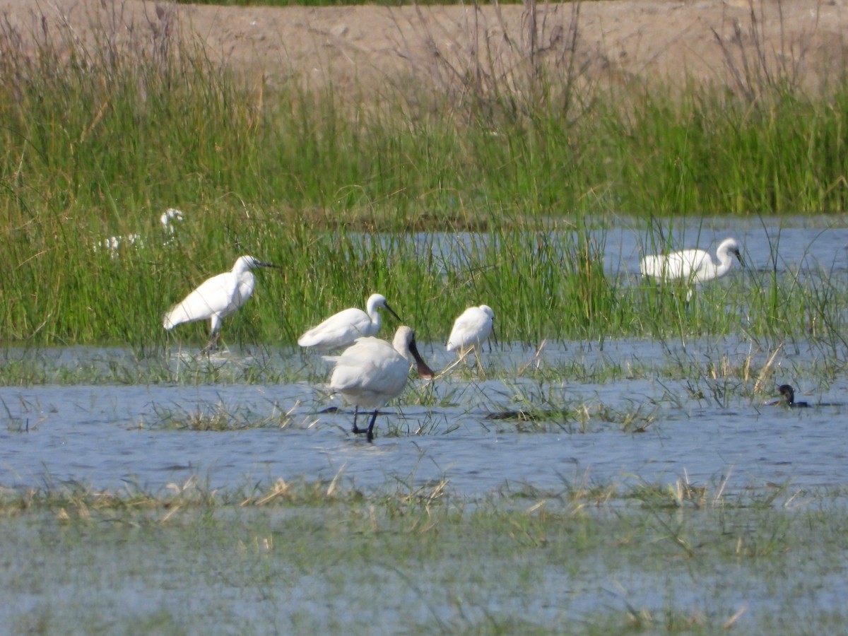 Black-faced Spoonbill - ML647547054