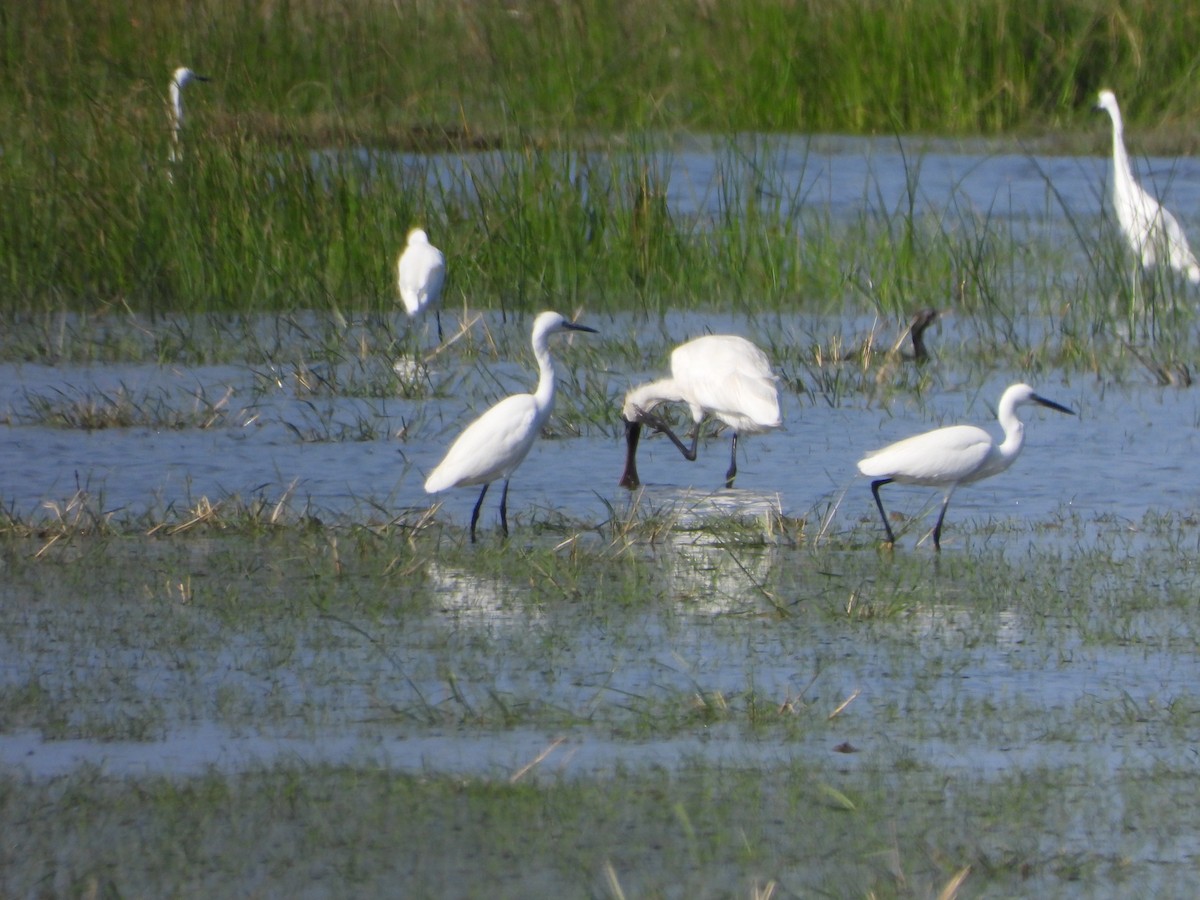 Black-faced Spoonbill - ML647547055
